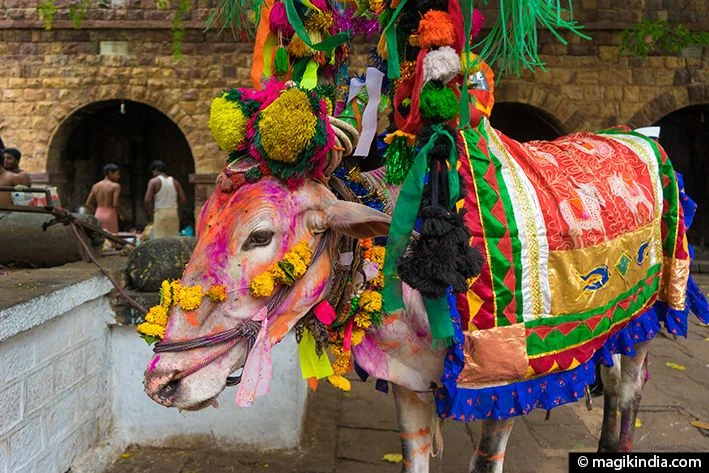 Image result for pongal cows