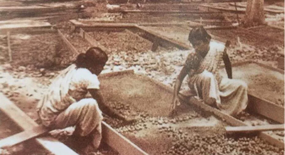 Indian women plantation workers separating rubber seeds for planting