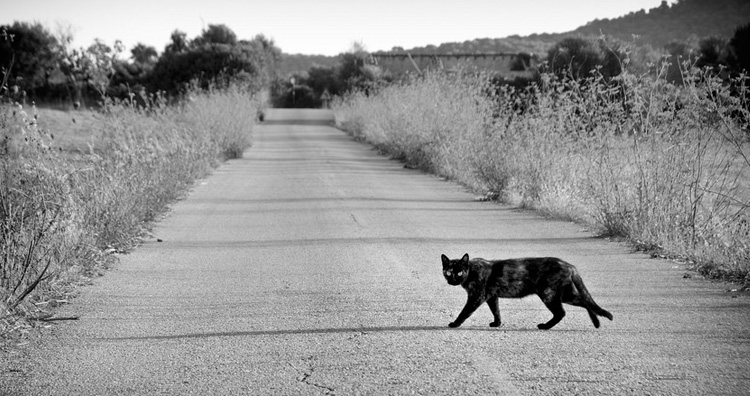 Black cat crossing the road