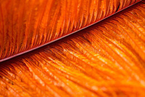 bird feather orange color very nice structure 57984228