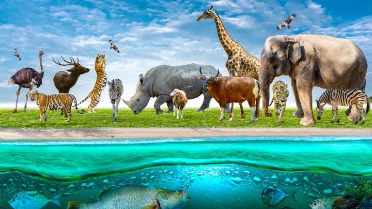 WILDLIFE CONSERVATION DAY - December 4 - National Day Calendar